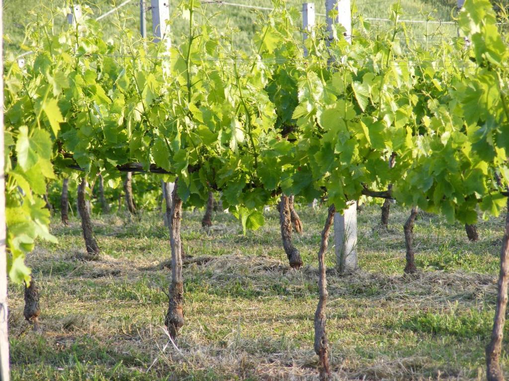 Tenuta Su Vrau โปซาดา ภายนอก รูปภาพ